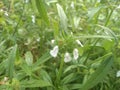 Leucas asperaÃÂ plant with flower